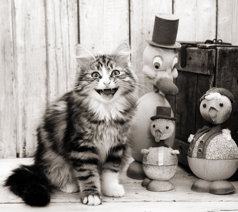 sibirisk katt Umbriel
